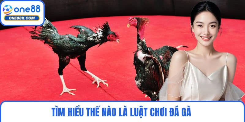 Tìm hiểu thế nào là luật chơi đá gà